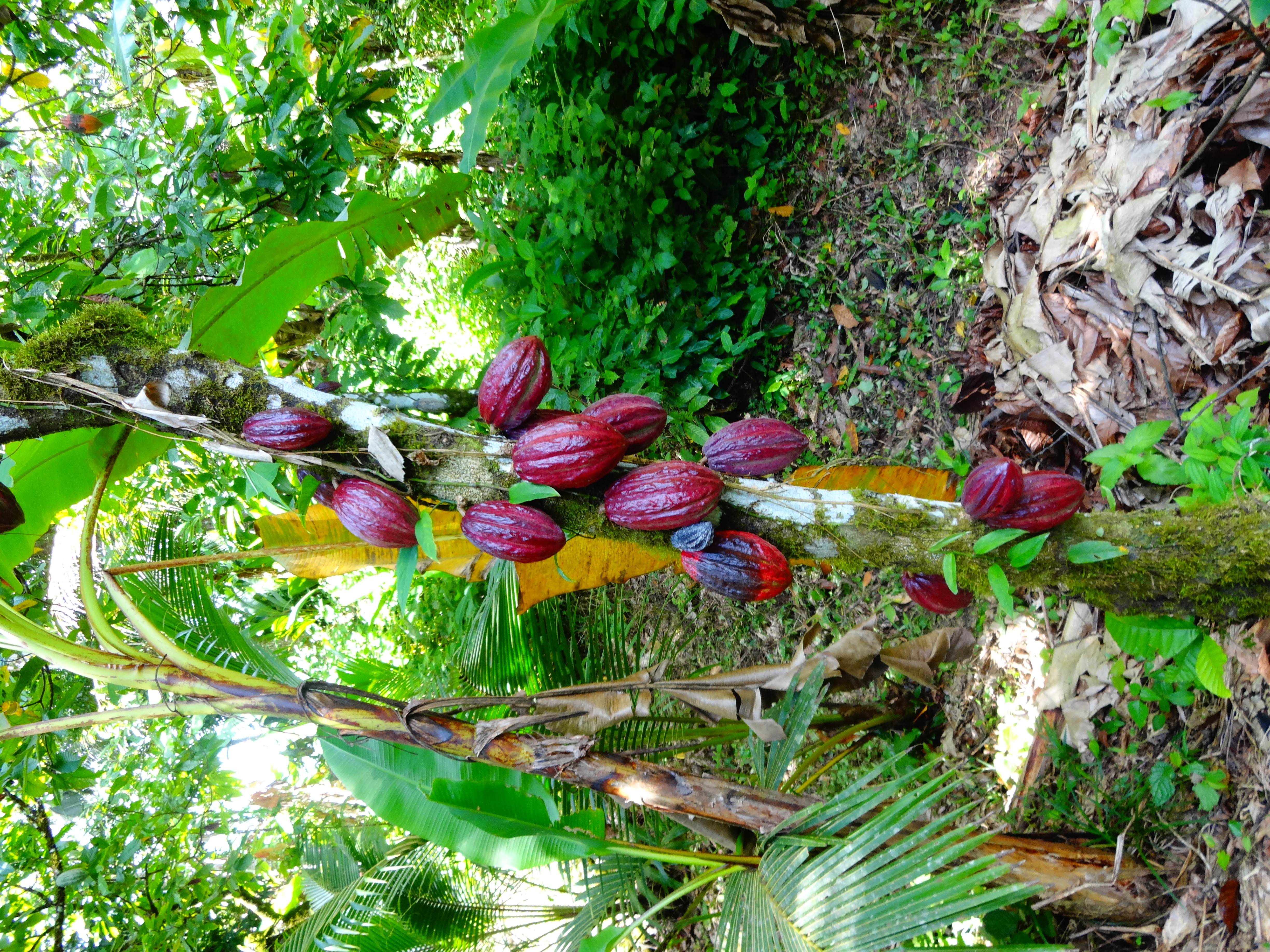 Theobroma Cacao Tree